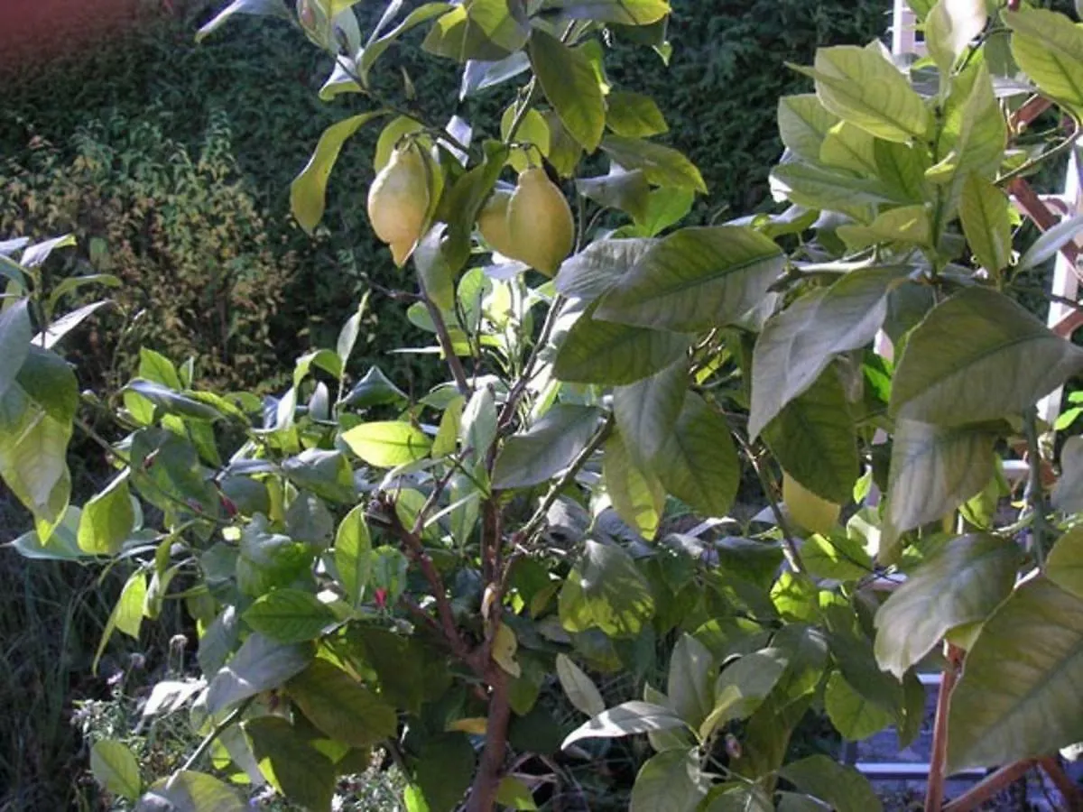 My Sweet Home Sauerlach 0*,